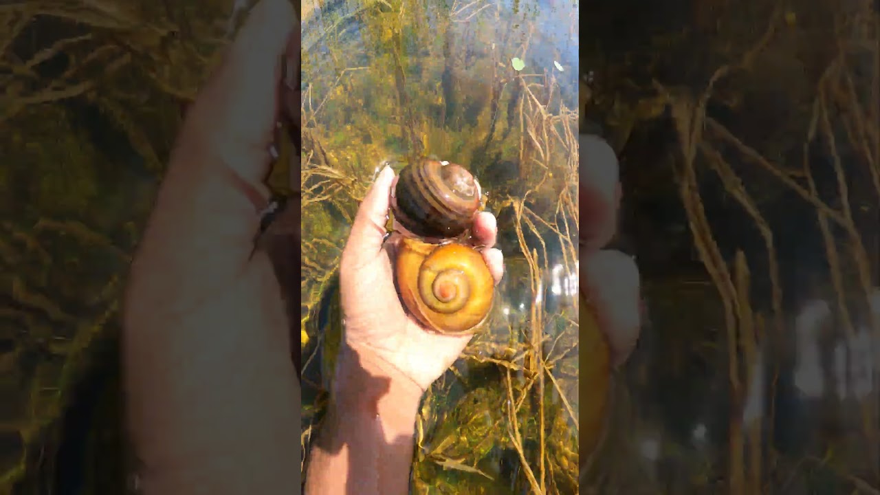 Most beautiful place SNAILS living - Big snails catching by hand  