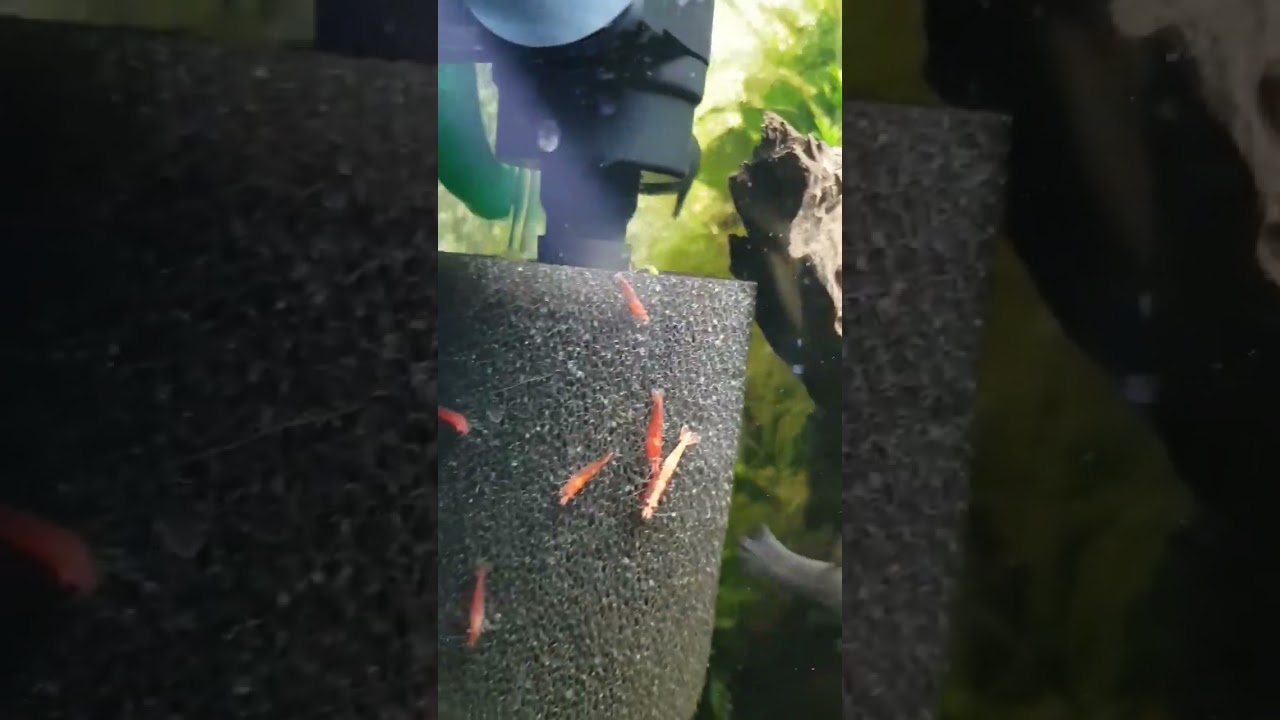 Piękne krewetki RED CHERRY na cylkulatorze, mega ładnie się prezentują!!!!!!!!!!!!!!!!!!!!!!!!!!!!!!