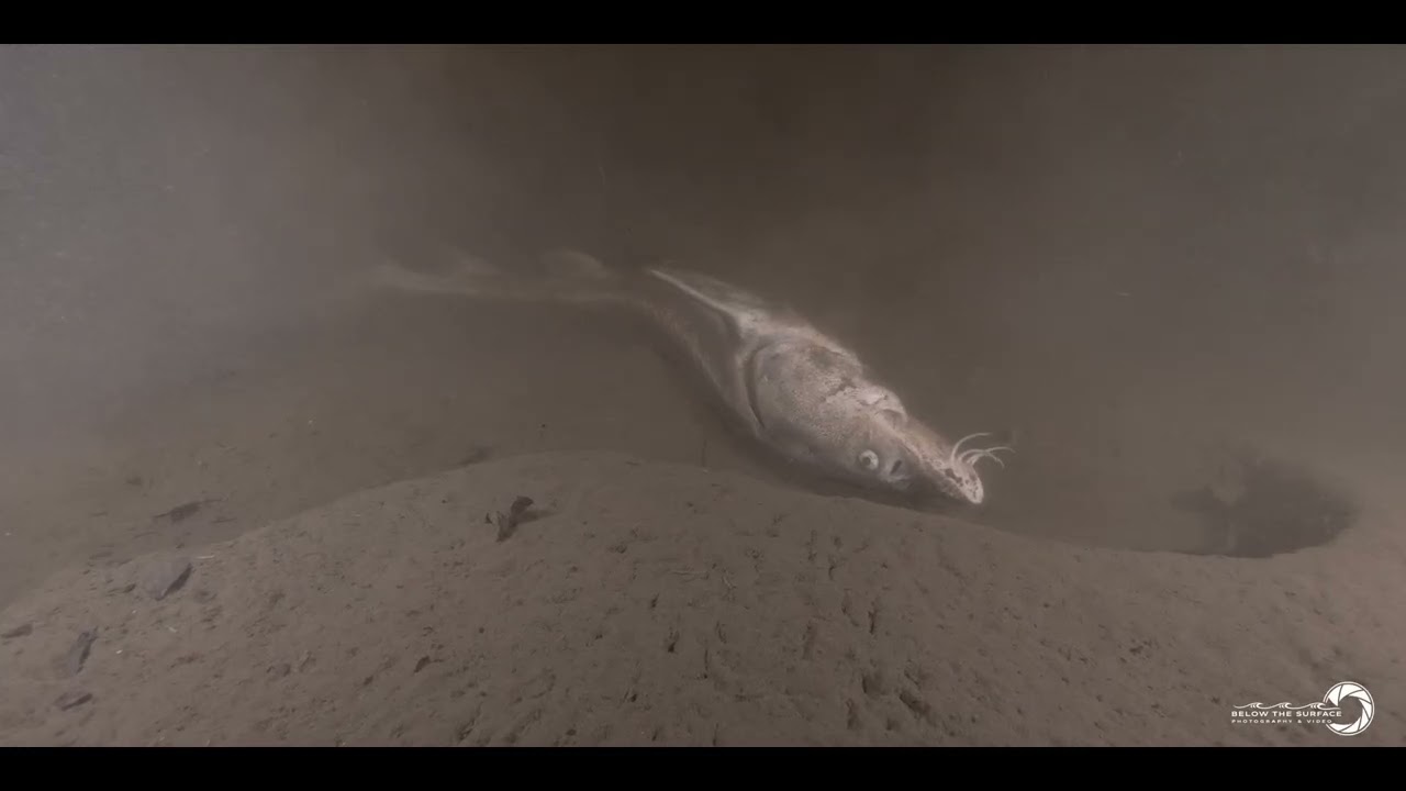 L'HALLALI DE L'ESTURGEON #nauticam #underwater #GH5 #filmmaking #weefine