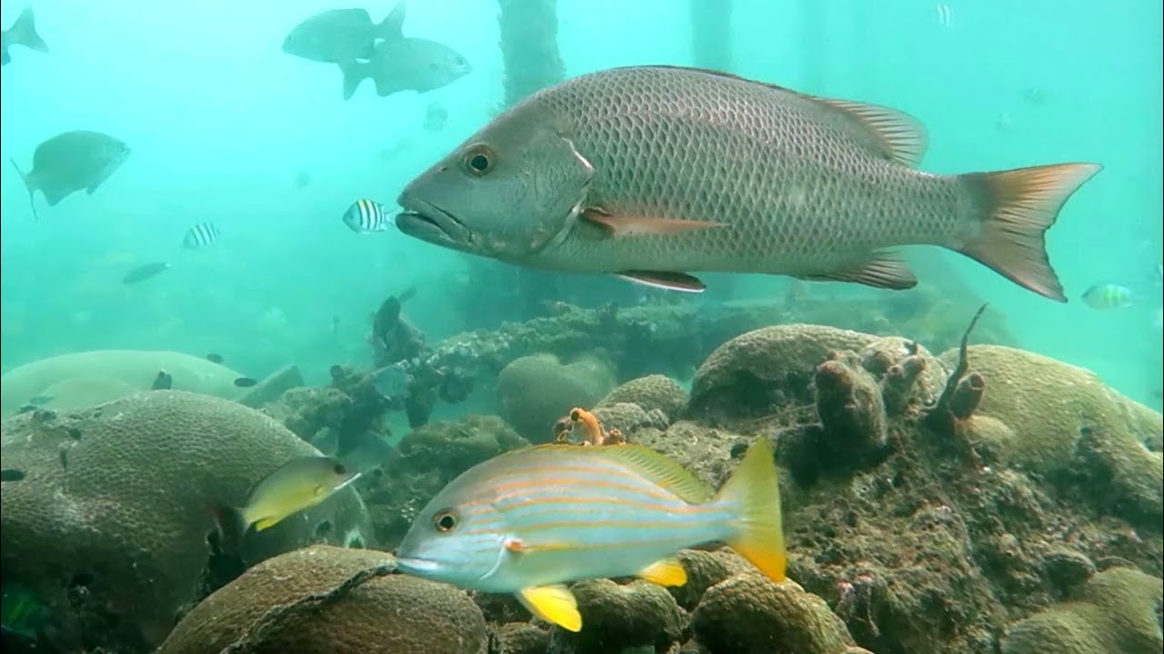 Snorkeling Raja Ampat. Misool. Lalelkai Homestay HouseReef. Indonesia. November 2022