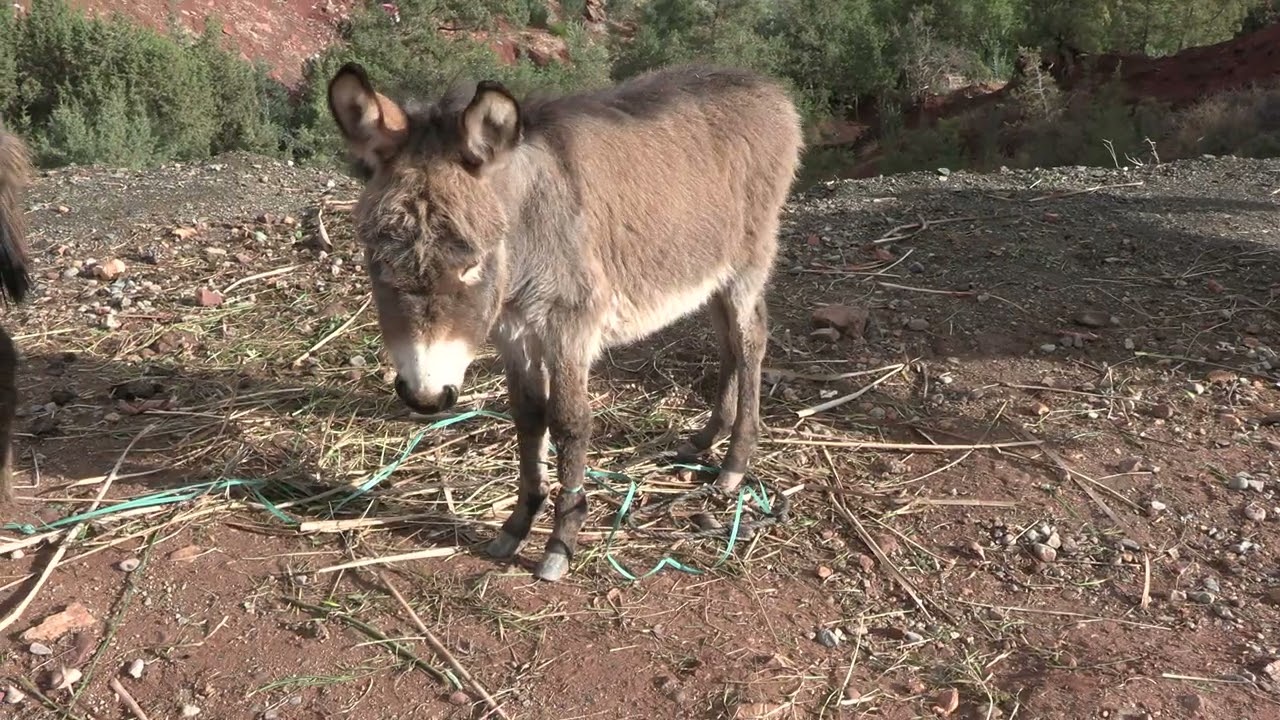 Two Donkeys in the Atlas Mountains, Morocco, December 2025, 4K video