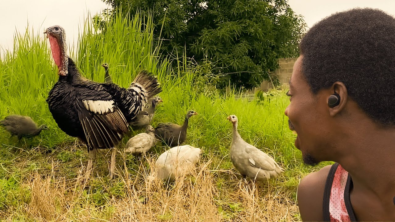My Caring Male Turkey Raises Guinea Fowl