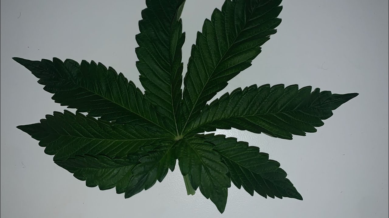 New Grower: You WON&rsquo;T BELIEVE The RESULTS From THIS ONE TIP!