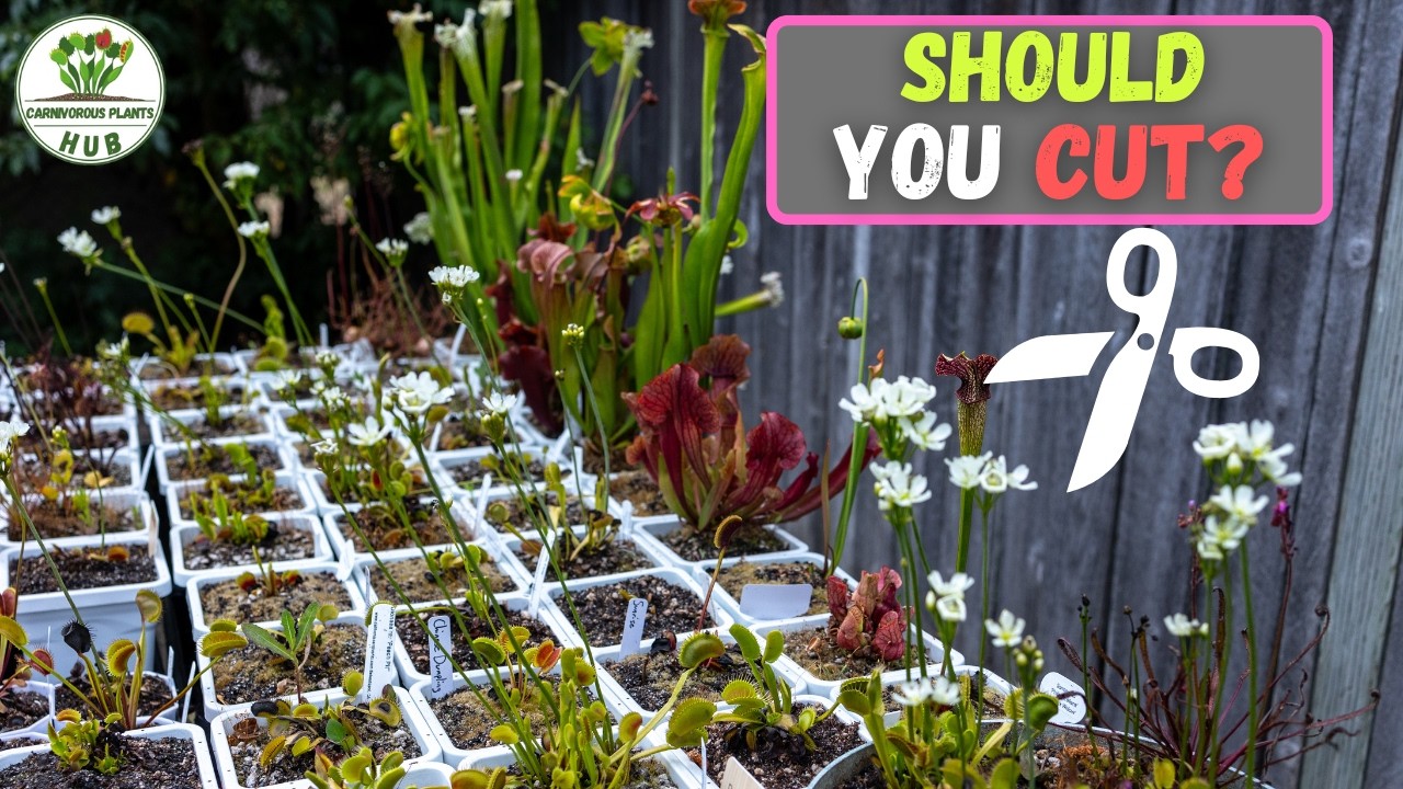 Should You Cut Venus Flytrap Flower Stalks? July Update 2025