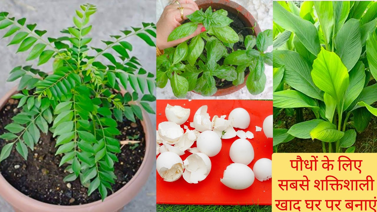 फ्री में बनाएं किचन के कचरे से सबसे ताकतवर खाद मरते हुए पौधों को भी जिंदा कर सकती है यह ऑर्गेनिक खाद
