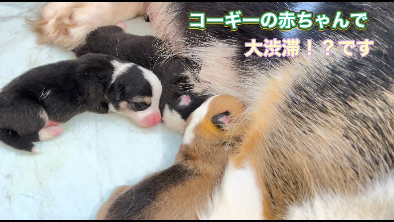 ４月から出産ラッシュ！？です。ユキ、レナ、ハナbaby誕生しました