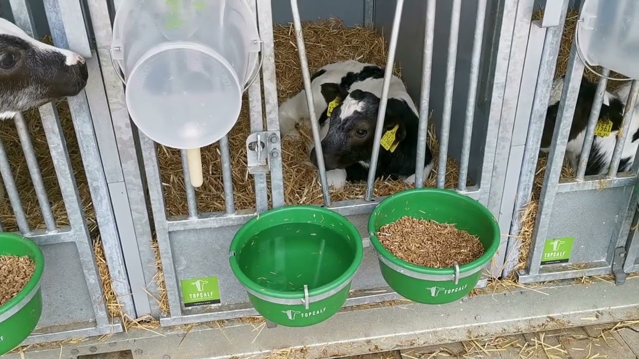 Topcalf Kälberhaltung bei der Familie Ter Bogt in Völlen 1080p