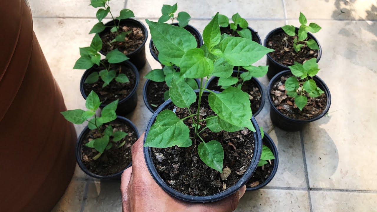 Cuidados del chile piqu&iacute;n o chiltep&iacute;n | Huerto Urbano Villarreal