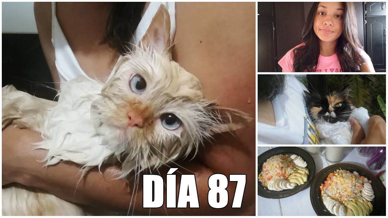 Mis papás y hermano se enfermaron del virus y tuvimos que bañar los gatos │Vlog #87