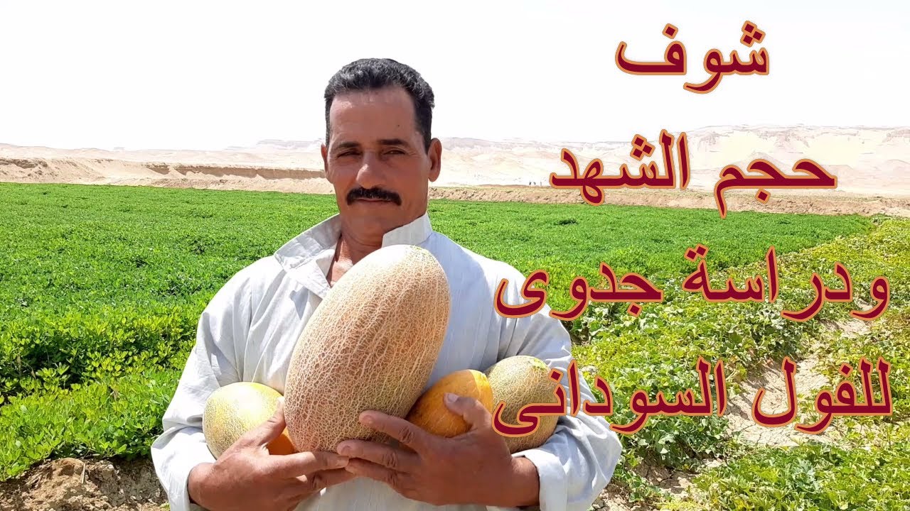 شوف حجم الشهد ودراسة جدوى للفول السودانى
