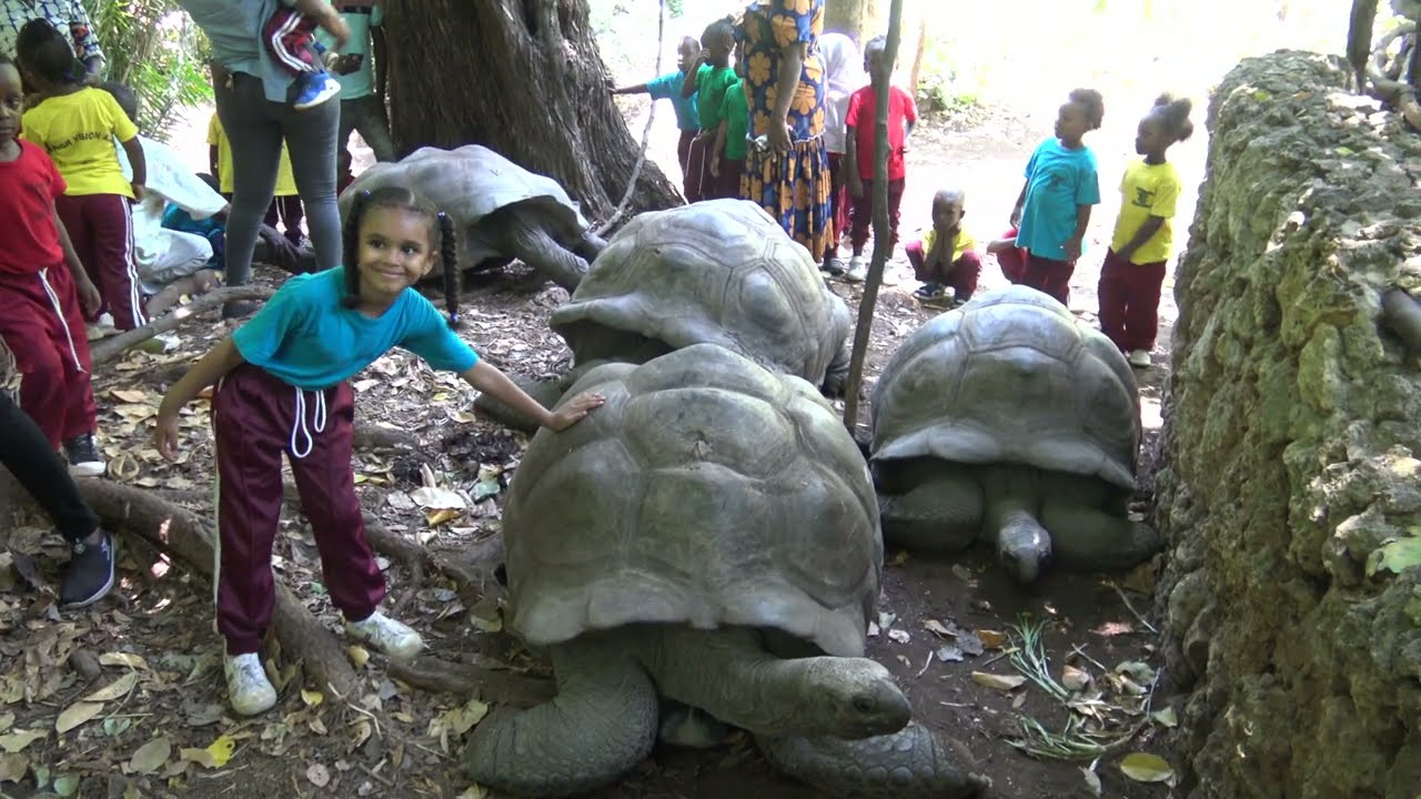 Spotkanie z Żyrafami i Żółwiami – Park Hallera, Mombasa | Dzika natura Kenii