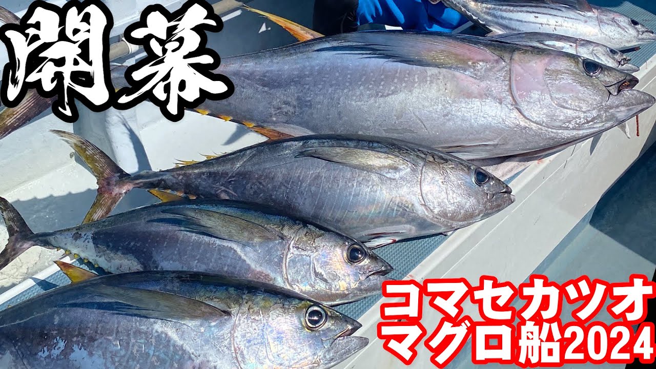 【2024年コマセカツオマグロ船開幕!!】さっそくエビングで夏のマグロを堪能してきました（2024/8/3）五エム丸