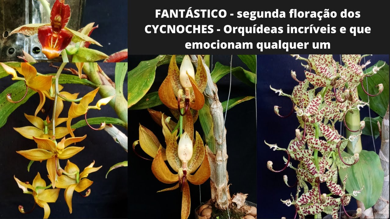 FANTÁSTICO - segunda floração dos CYCNOCHES - Orquídeas incríveis e que emocionam qualquer um
