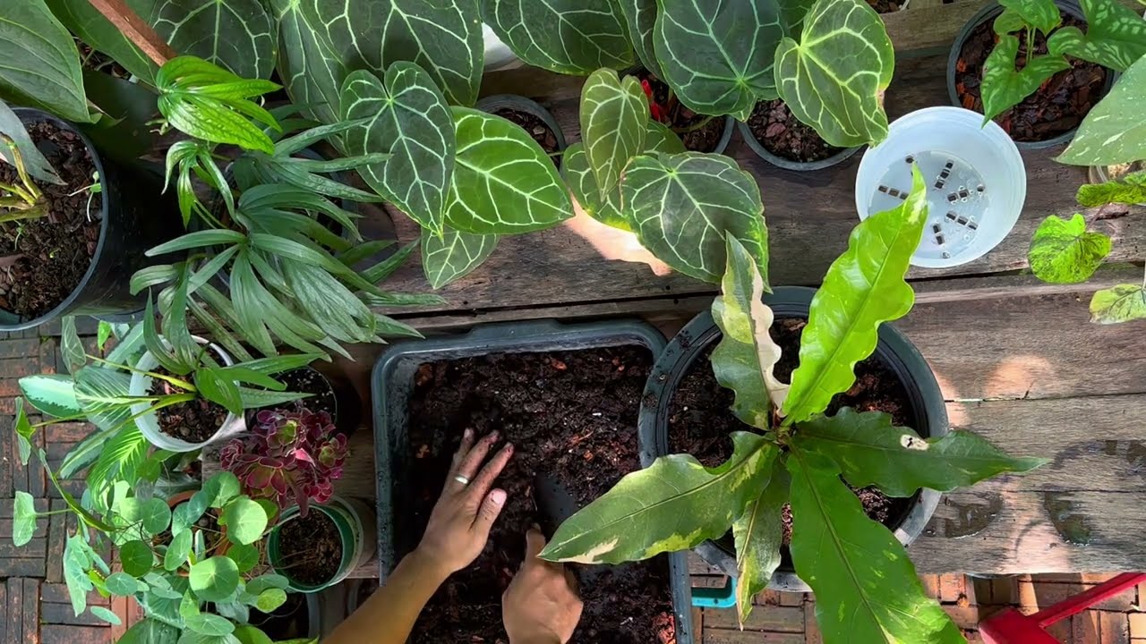 Hookeri Bird nest Anthurium report #garden #flowers #anthurium #plant #cat #sorts #animals