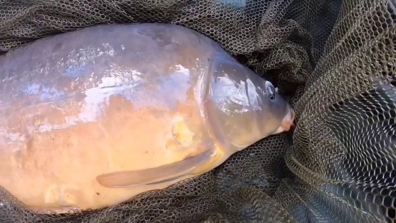 Hol z pontonu i piękny karp pełnołuski - Łowisko Wygonin
