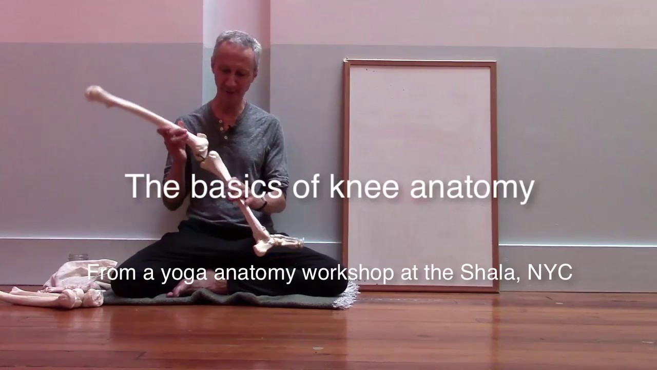 Basics of knee anatomy