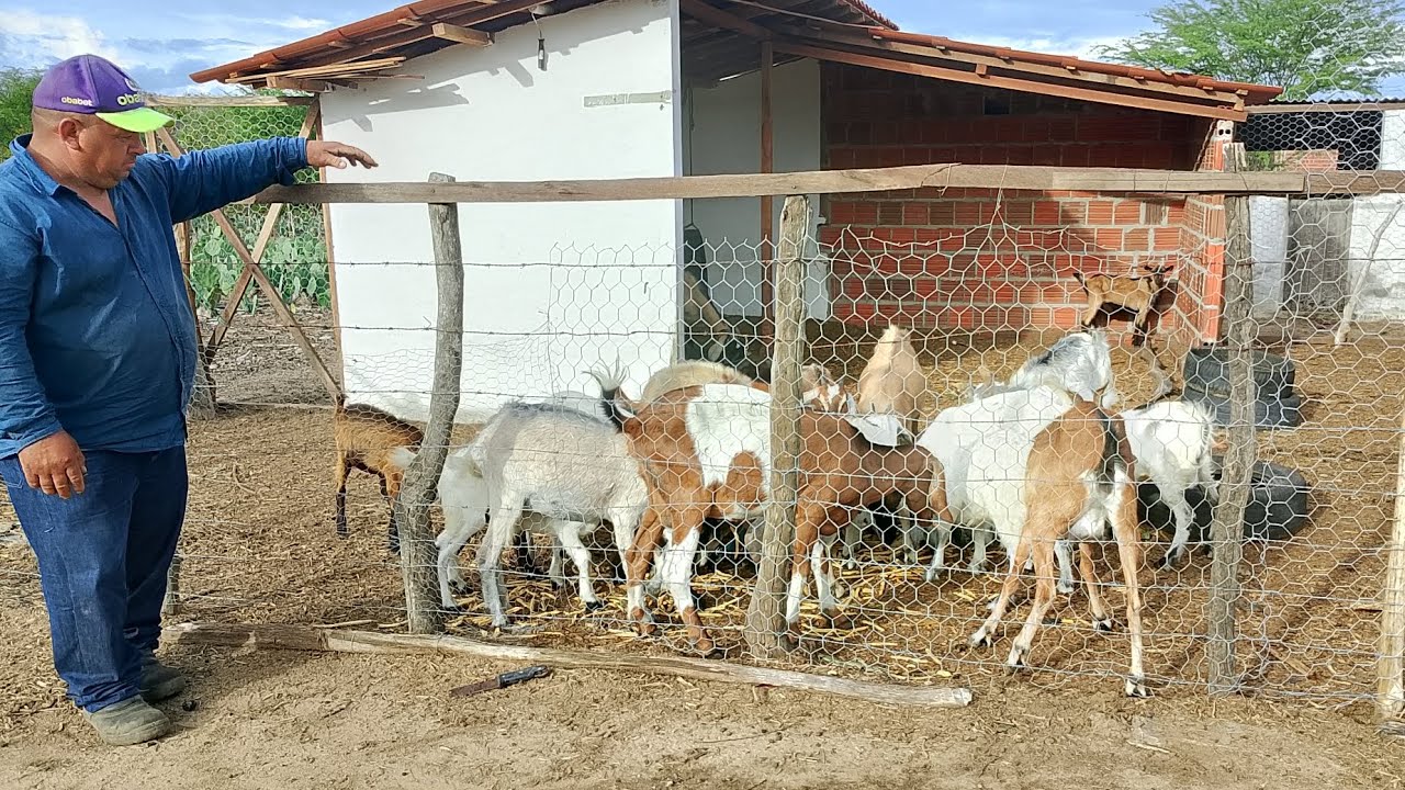 #A RIFA DA CABRA FOI ENCERRADA 🙌OS BURACO DAS ESTACAS DANDO ÁGUA@
