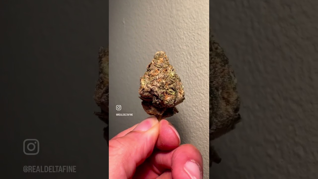 Mimosa Strain | Hd Closeup