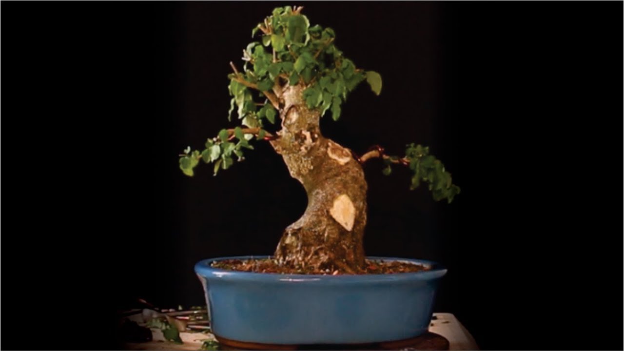 PODA DE MANUTENÇÃO NO BONSAI DE LIGUSTRINHO