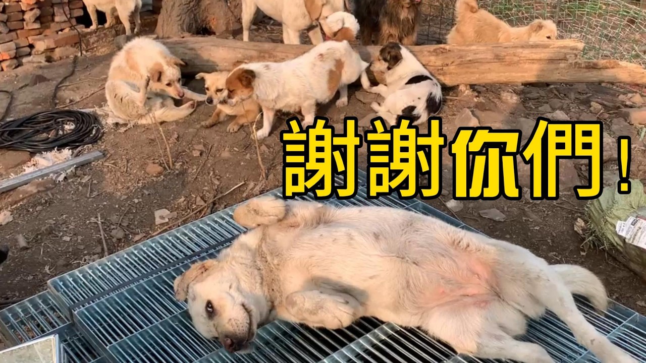 太開心了 終於給毛孩子們搭建了一部分圍欄 為了狗狗們健康快樂的成長 再苦再累也是值得的 ！