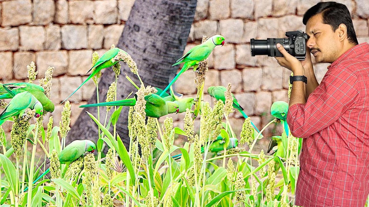 பச்சை கிளி கூட்டங்கள் | 🦜🦜🦜🦜Gang of Green Parrots Eating Corn