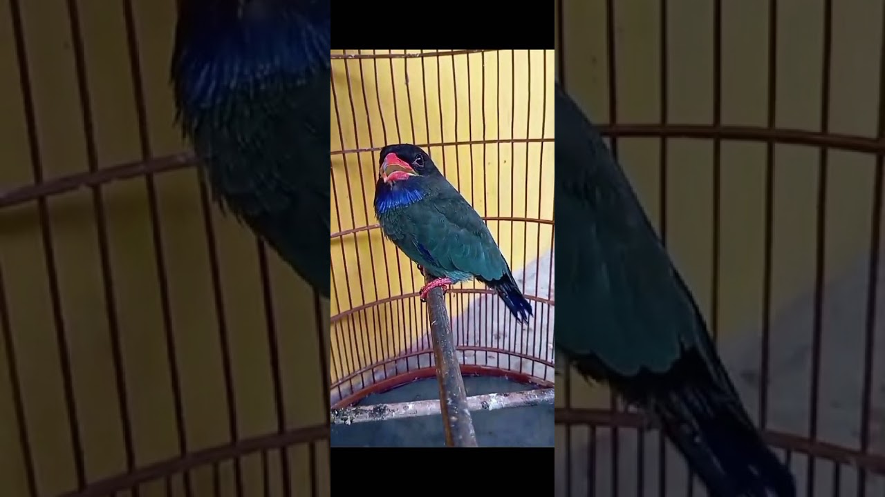 Masteran burung tengkek buto