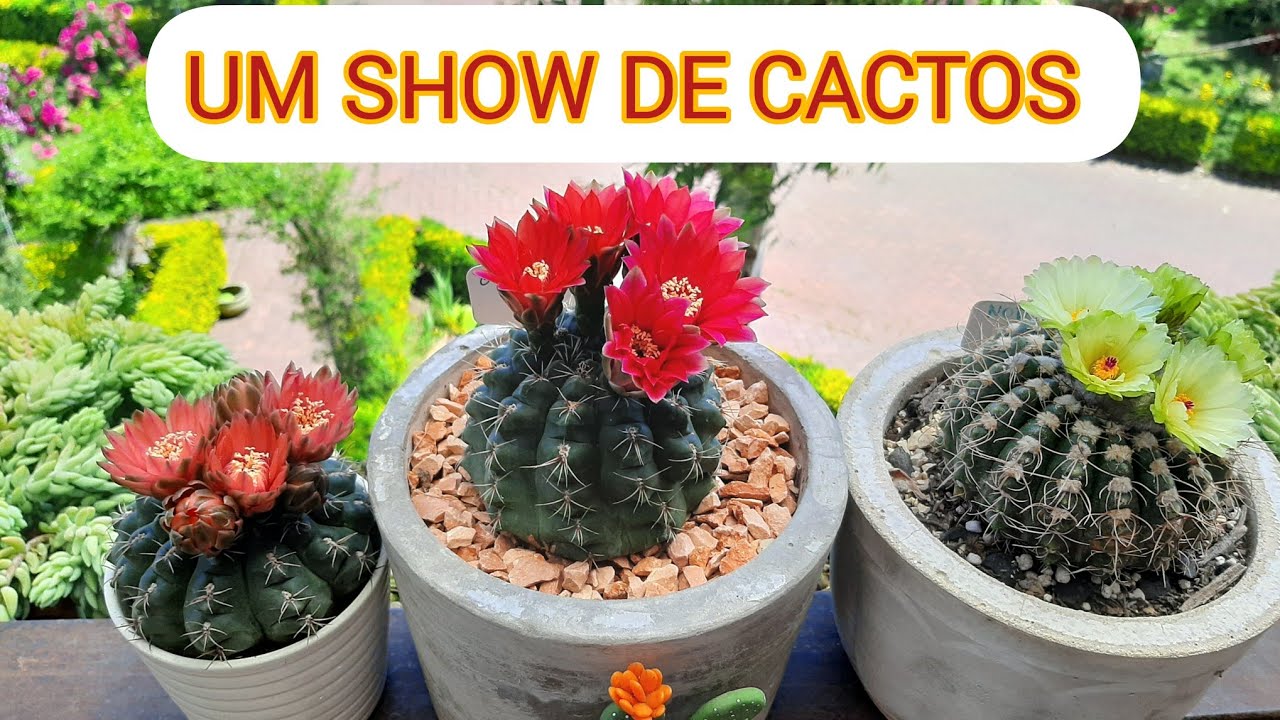 FLORES DE CACTOS É SEMPRE UM ESPETÀCULO