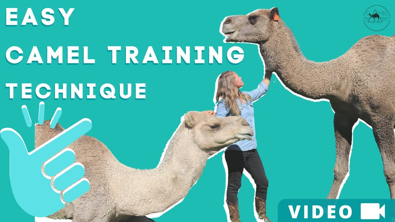 Easy Camel Training Technique That Works