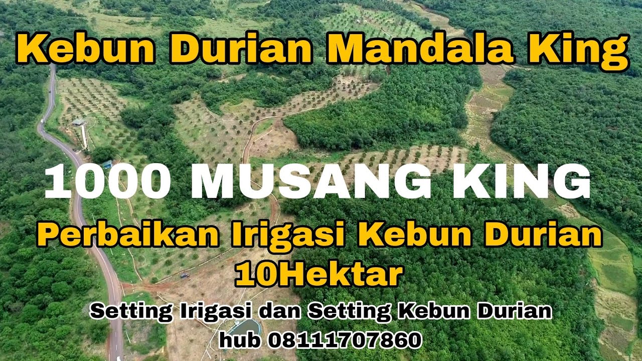 Perbaikan Irigasi Pengairan kebun durian 10 hektar