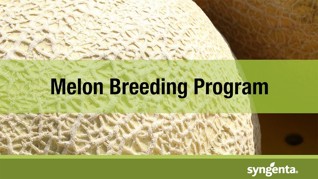 Syngenta Melon Breeding Program