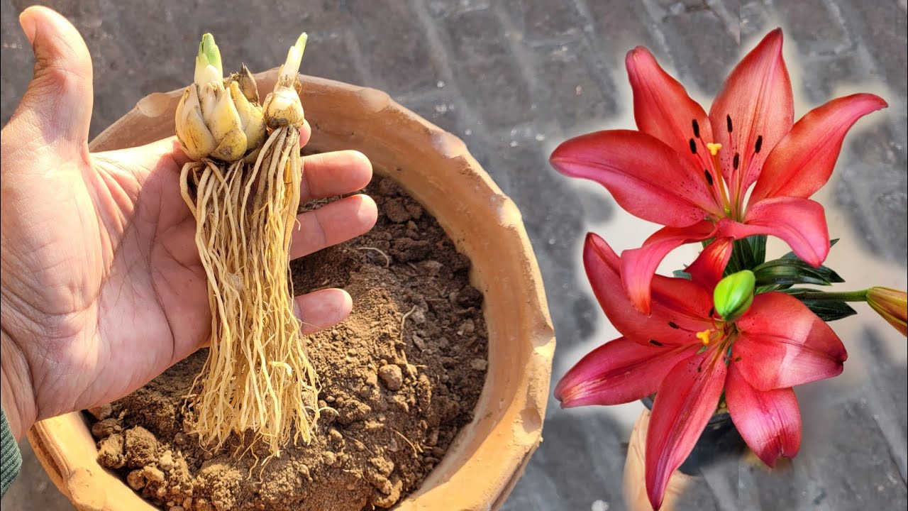 Asiatic lily plant growing tips, How to plant grow lily flowers bulbs, Lilium flowers care