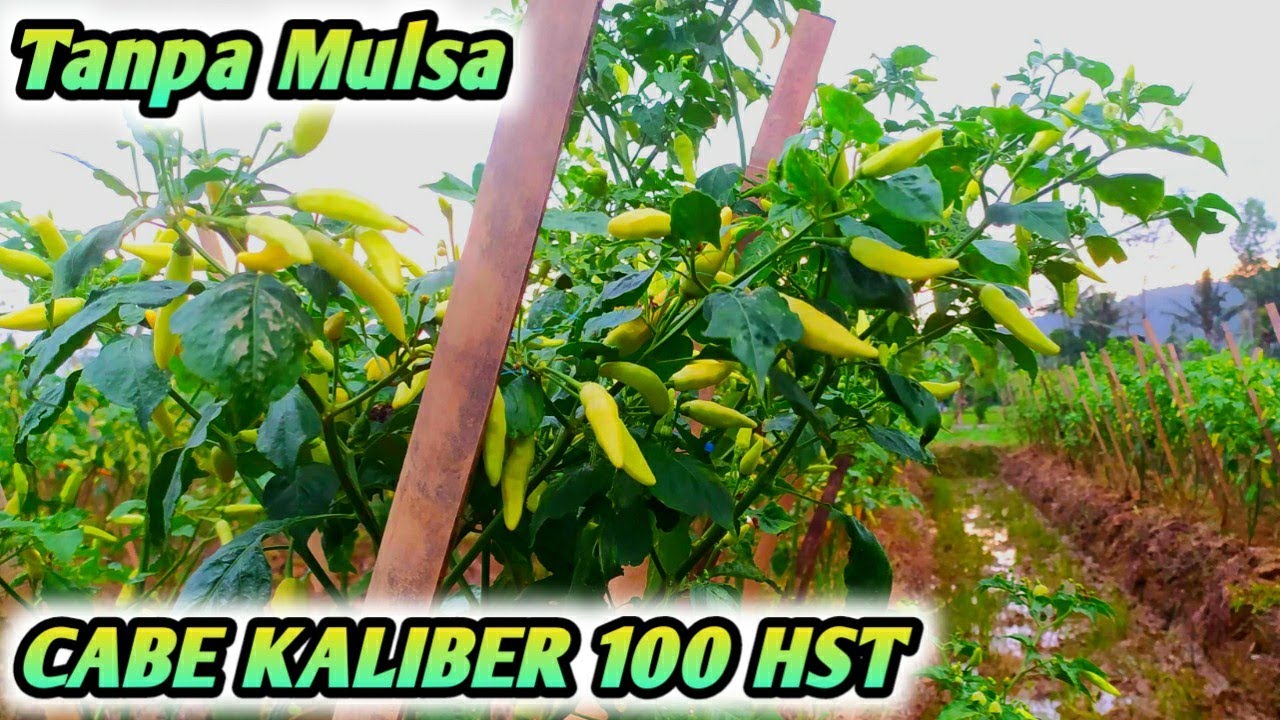 DILUAR DUGAAN ! CABE KALIBER TANPA PUPUK DASAR TANPA MULSA JADI SEPERTI INI ! CABE KALIBER 100 HARI