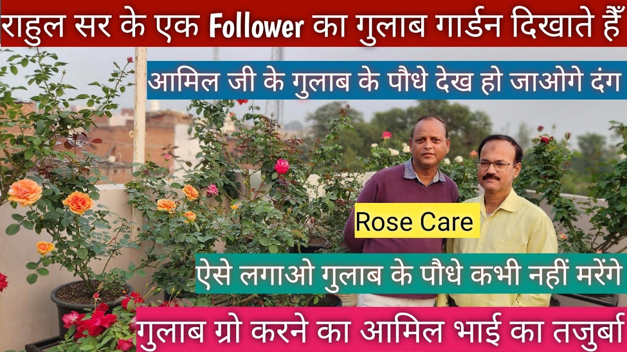 गुलाब की देखभाल 🇮🇳 Rose Plant Care🌹gulab ki care🌹Growing Tips 👏 Save Rose Plant 🤩