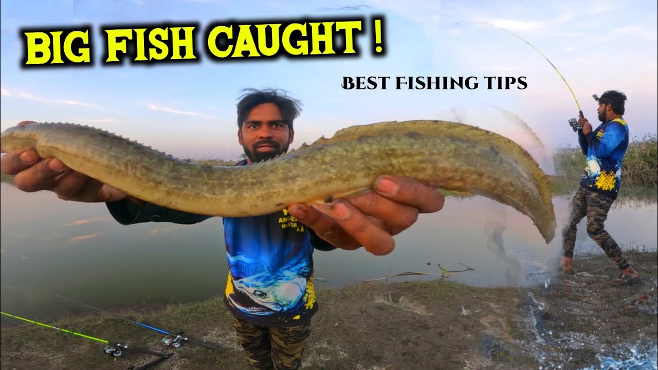 Bam Machhali | बाम मछली पकड़ने का तरीका | Big fish Catch | Big Bam Fishing Tips | Baam Fishing 