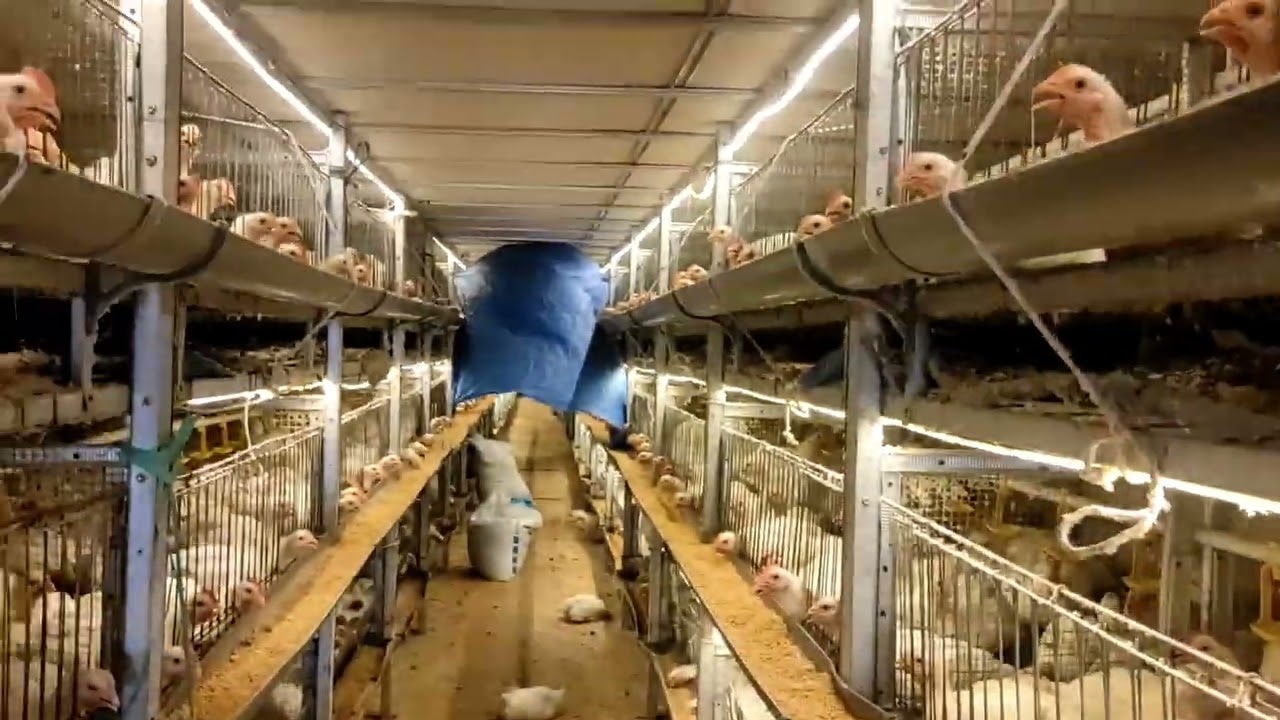 lampu kandang ayam untuk penerangan dan perangsang pertumbuhan ayam broiler