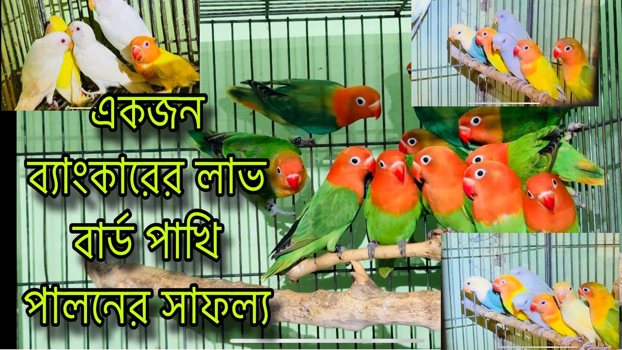 LoveBird Farm in Bangladesh | খুলনার সবচেয়ে বড় লাভবার্ড পাখির খামার | Lovebird Price In BD #birds