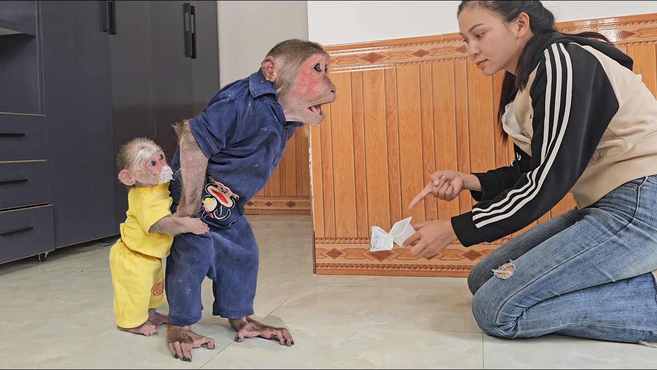 Kuku covers up for monkey Su to avoid being punished for stealing yogurt 😂