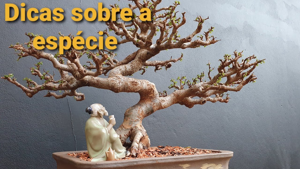 Ulmus - falando sobre a espécie