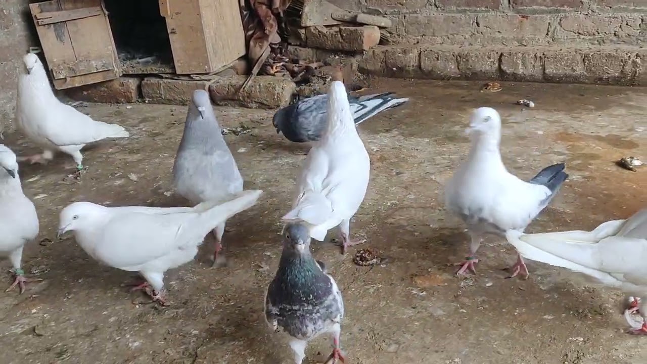 Sambhal wale chutkule kabotar 🤑🤑📷💵 #kabotar_baazi #pigeon 