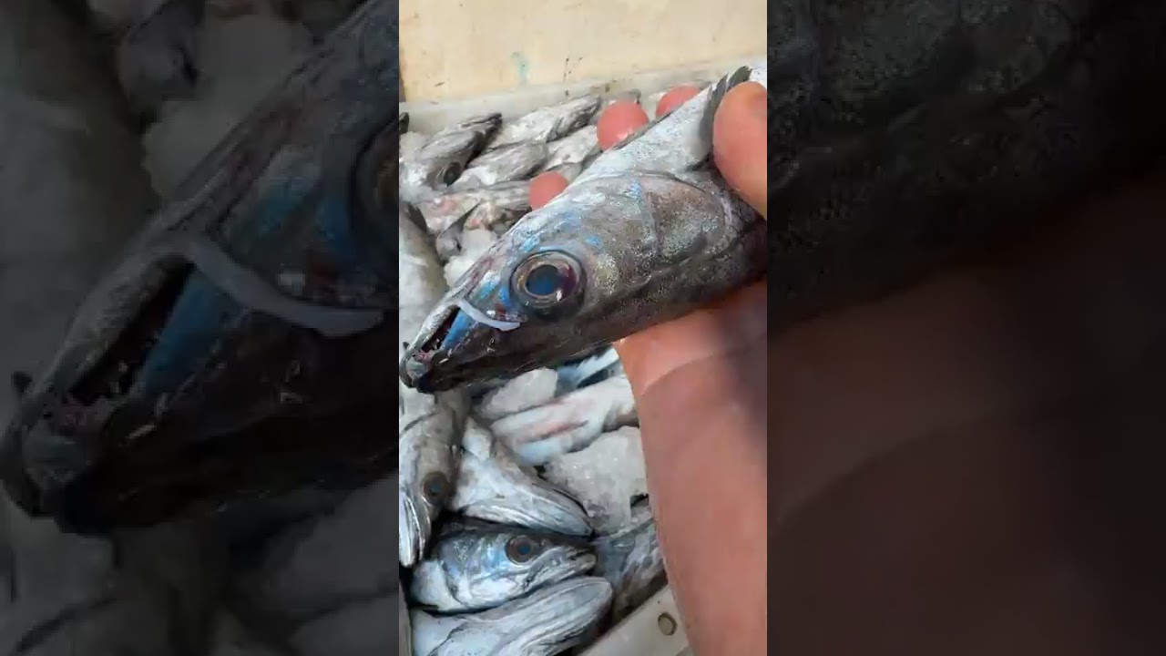 مكاين غير الجديد الميرلان المليييييح اللهم بار🎏🎏🎏🎏🎏🎏🎏🪼🪼🪼🎣🎣🎣