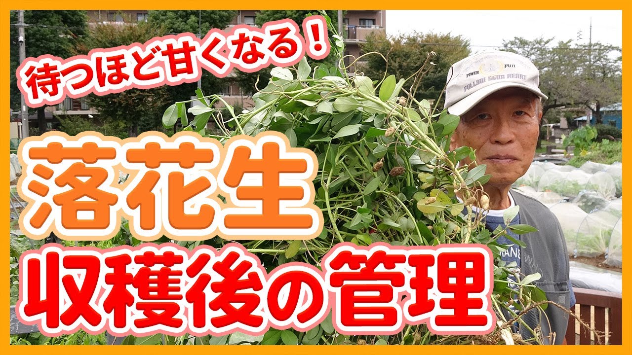 家庭菜園や農園の落花生栽培は待てば待つほど甘くなる！？収穫後の管理のコツを徹底解説！/Tips for growing peanuts to increase the sugar content.
