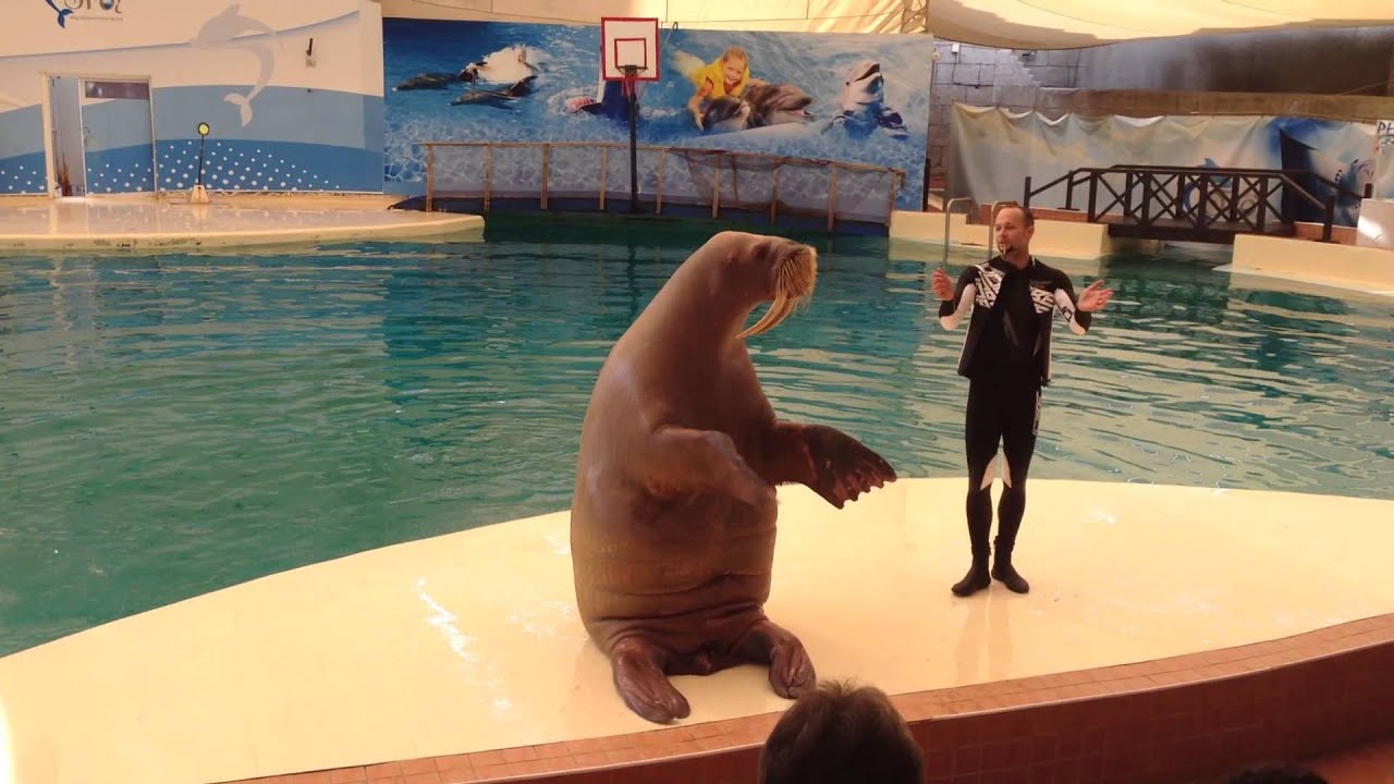 Моржиха Сильва, реально круто! Walrus Silva, real cool!