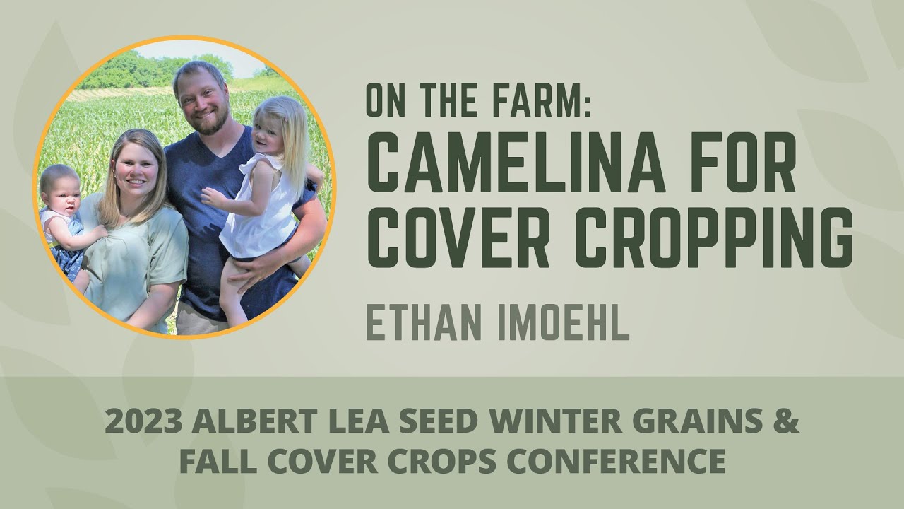 On the Farm: Camelina for Cover Cropping