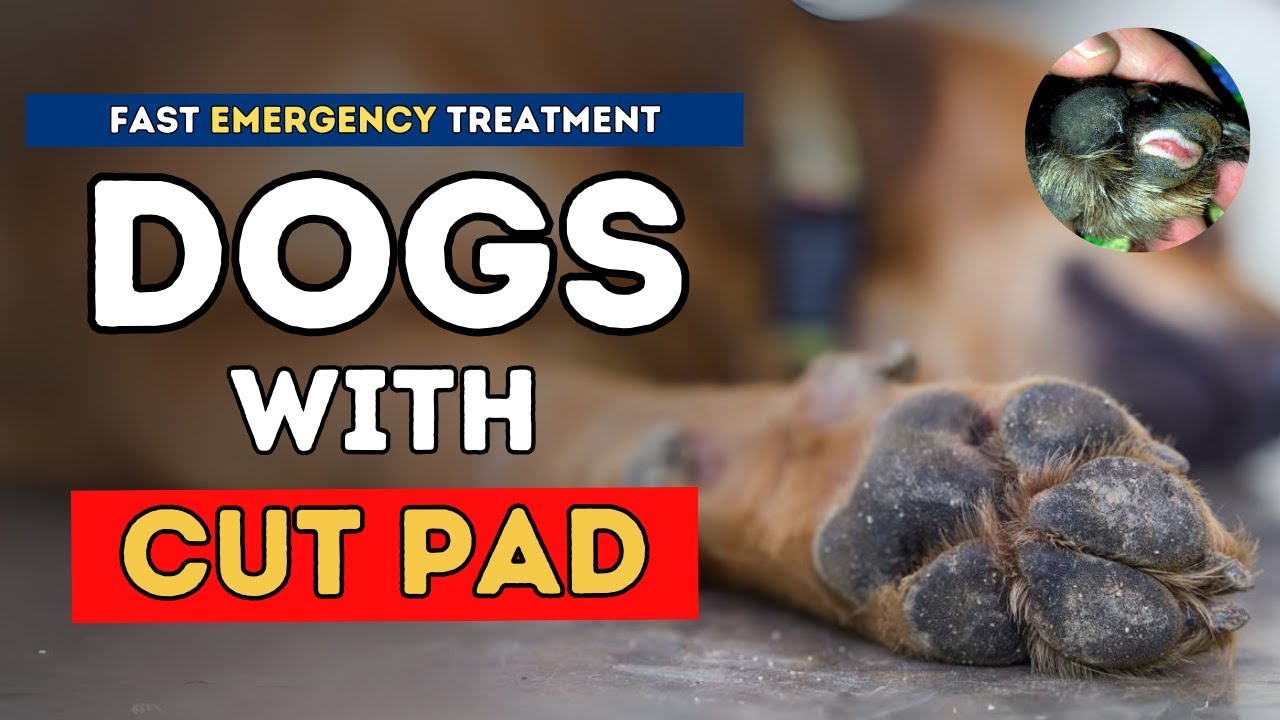 Dog With Cut Pad: Fast Emergency Treatment