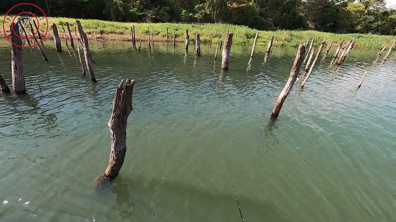 Chega a primavera e volta a pancadaria na Superfície!! Pescaria de Tucunaré no lago de Itaipu.
