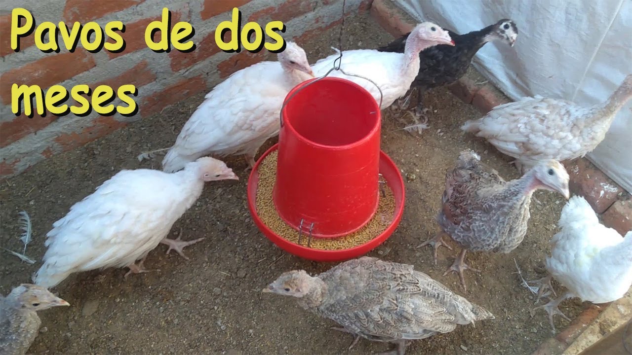 PAVOS DE 2 MESES # que comen los pavitos # como criar pavitos