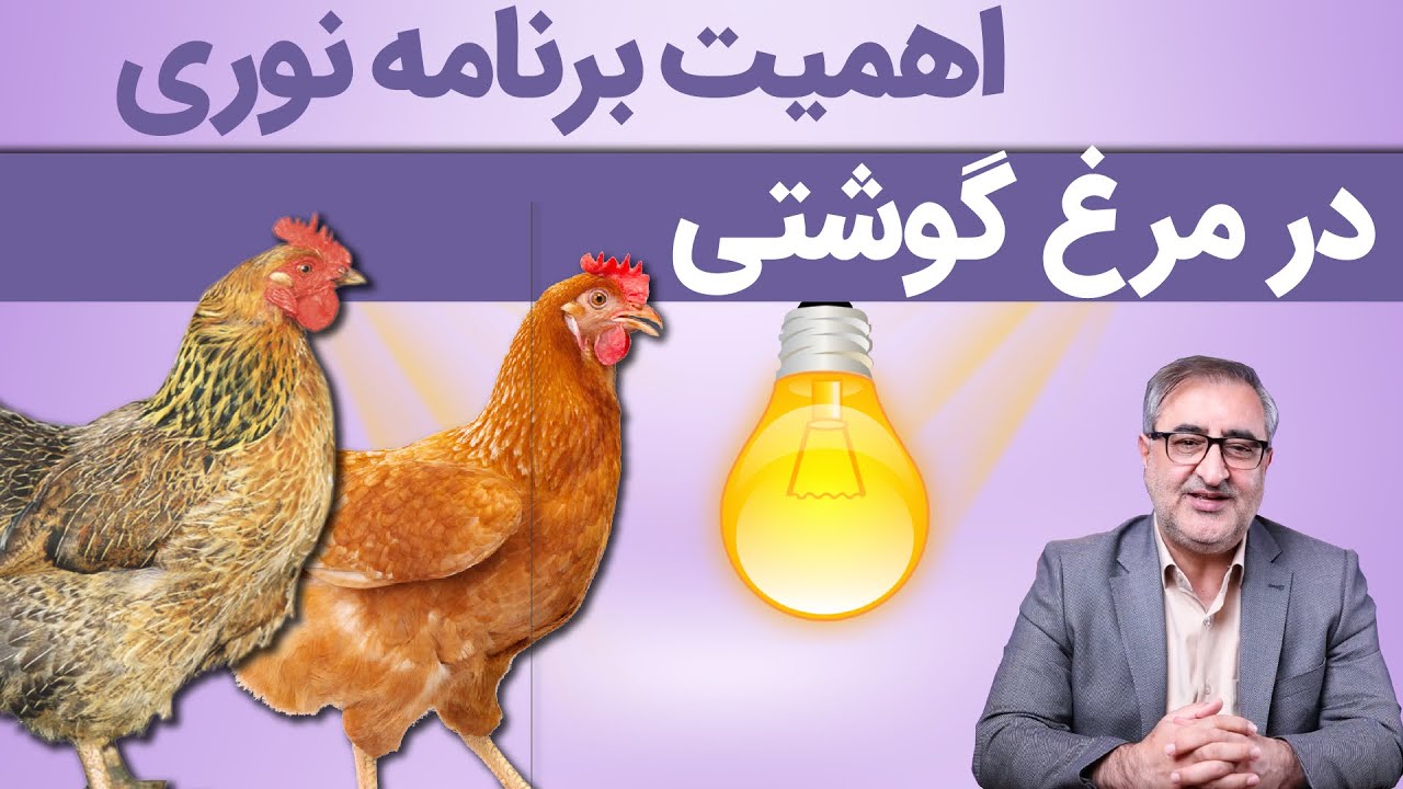 اهمیت برنامه نوری در مرغ گوشتی The Importance of Lighting Programs in Broiler Chicken Farming