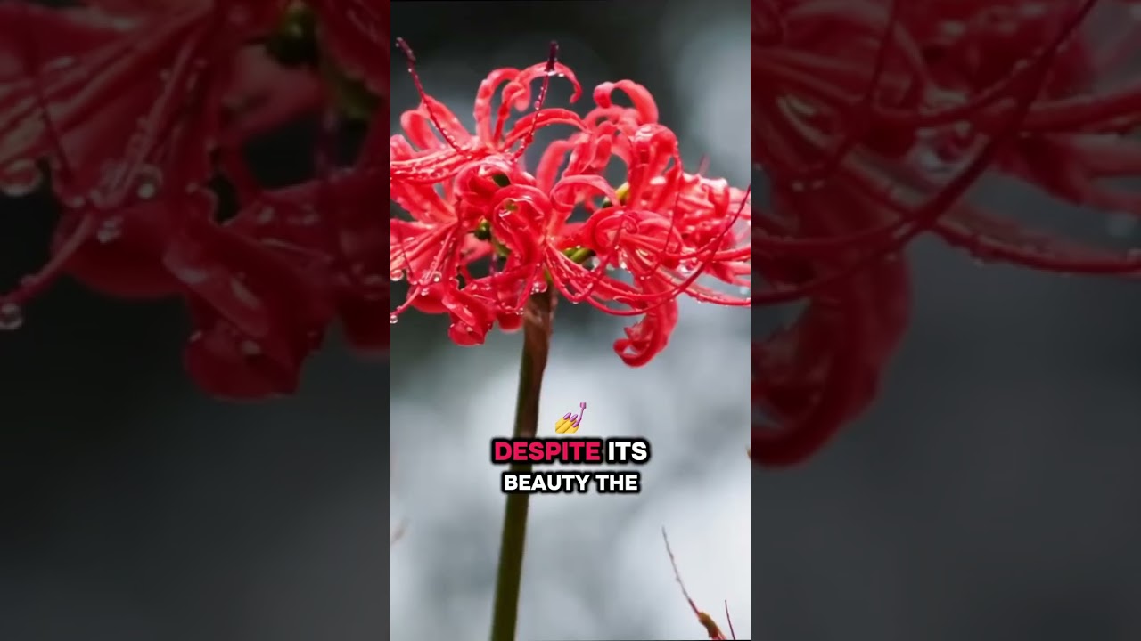 #shorts #spiderlily #facts