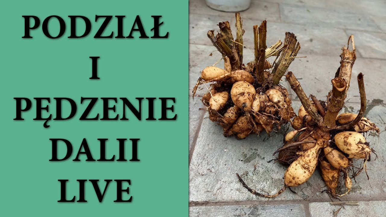 Podział dużej karpy DALII / Kiedy dzielić i wybudzać DALIE / Pierwsze karpy ze sklepu / MrsGarden