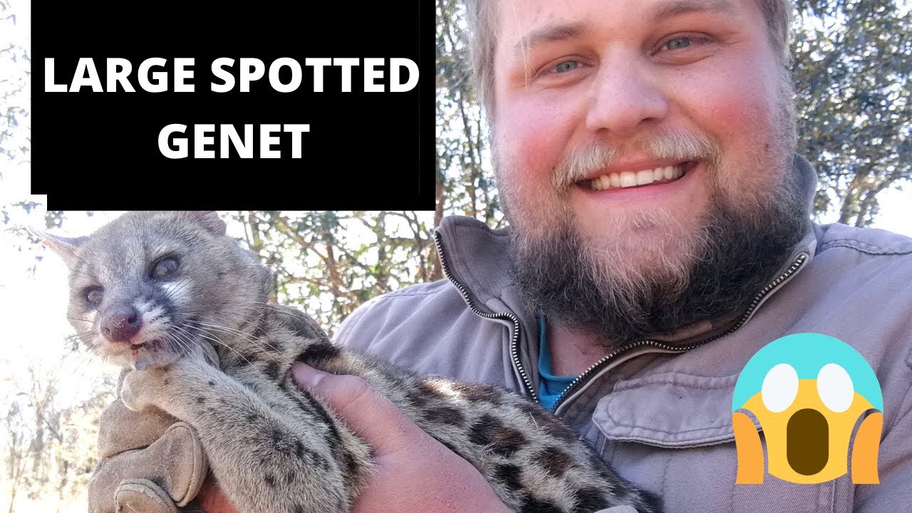 Genet caught BAREHANDED |Large Spotted Genet